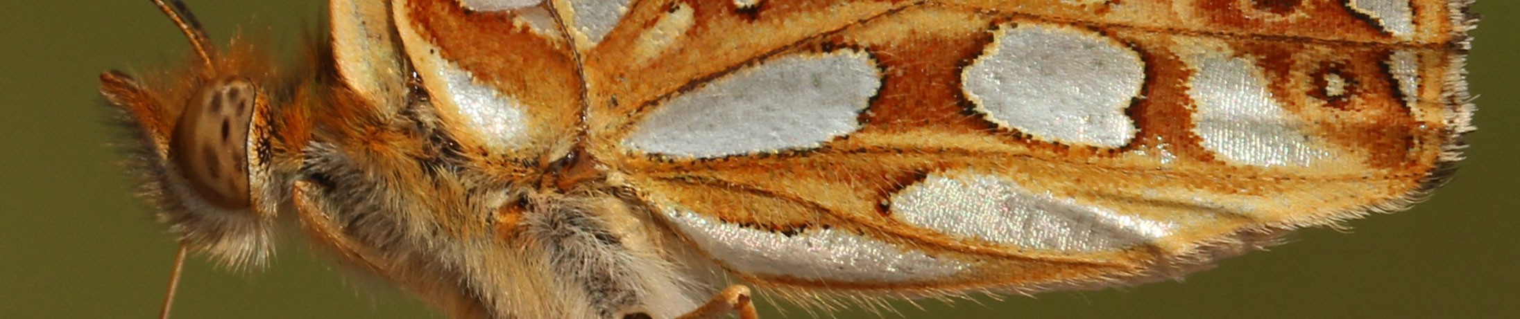 D181198_kleineparelmoervlin.jpg